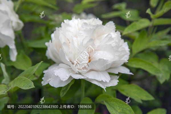 帶露珠的牡丹