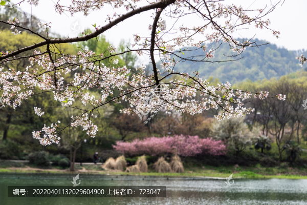 杭州西湖烏龜潭春色