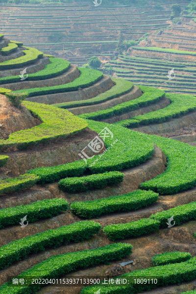 茶葉茶園茶田