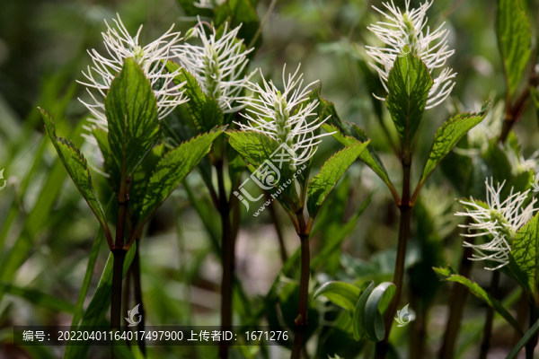 絲穗金栗蘭