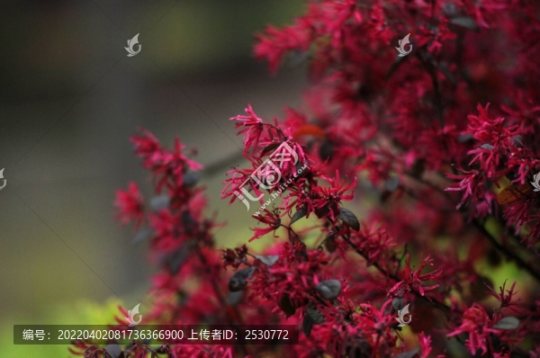 紅花檵木