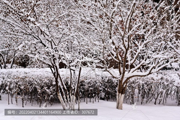 春雪