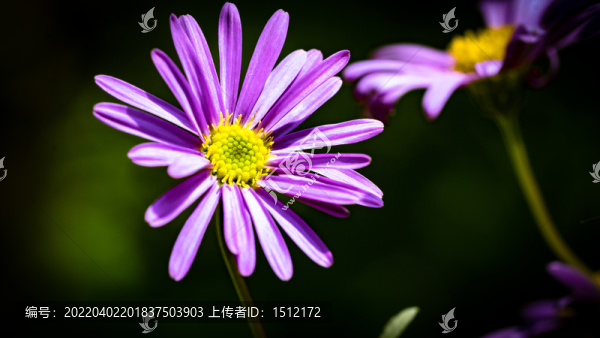 鵝河菊