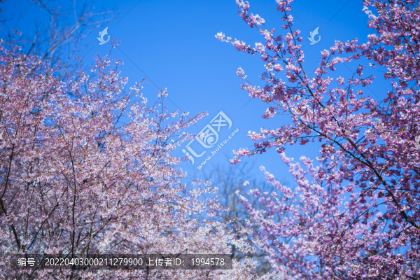 櫻花