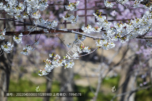 櫻花
