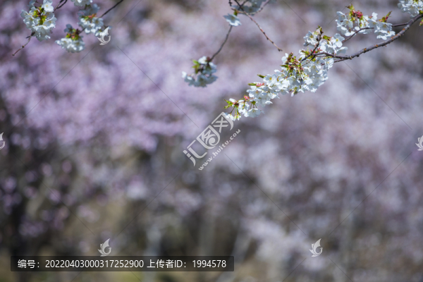 櫻花