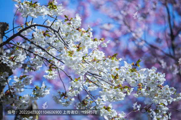 櫻花