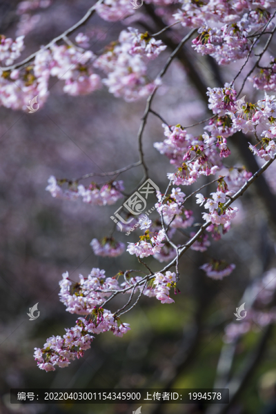 櫻花