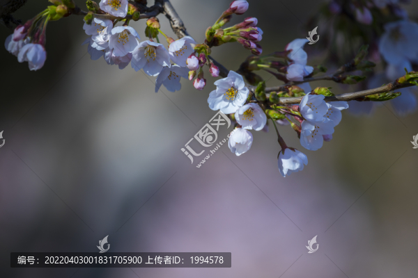 櫻花