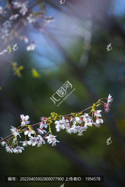 櫻花