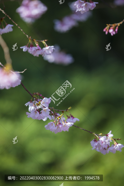 櫻花
