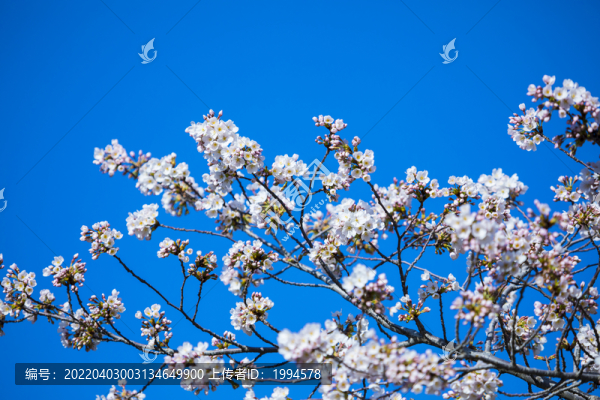 櫻花