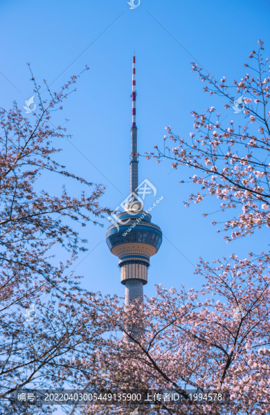 櫻花