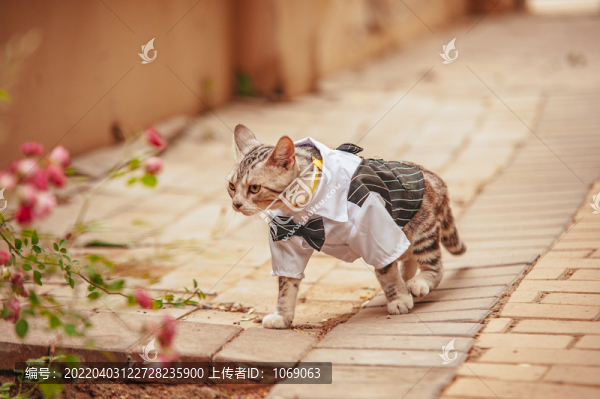 薔薇花下的貓咪