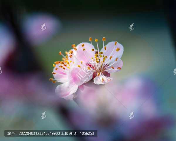 櫻桃花