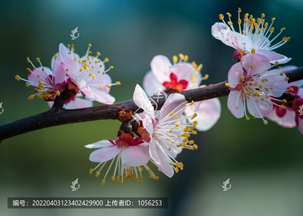 櫻桃花