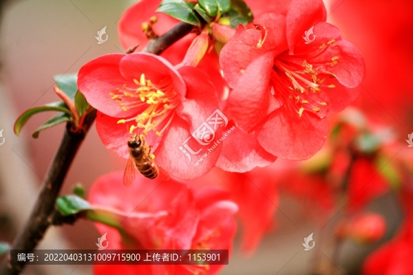 海棠花
