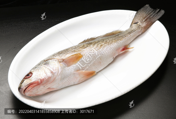 白花魚(yú)