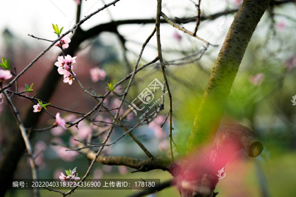 春色