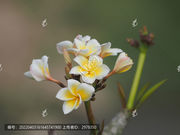 雞蛋花