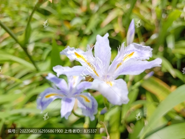 枝花
