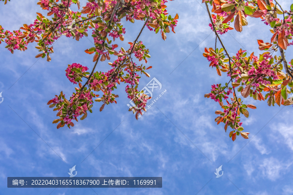 紅色鮮花邊框