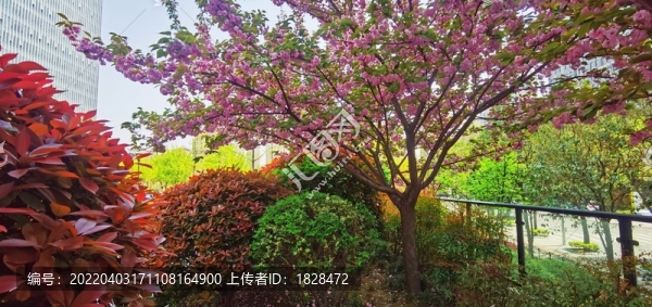 春天公園櫻花