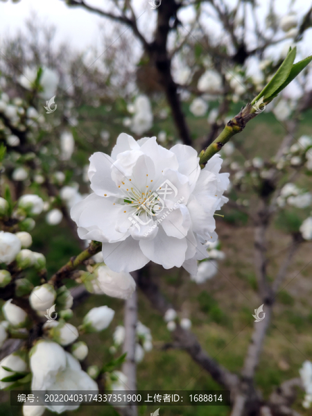 桃花