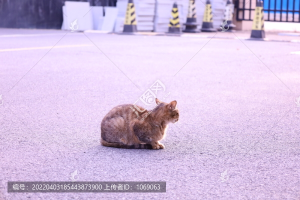 流浪貓
