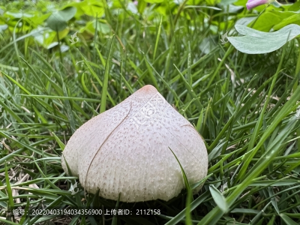 白磨菇