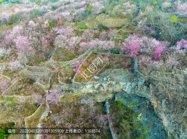 濟南佛慧山下桃花盛開