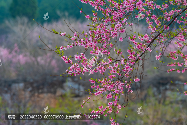 濟(jì)南佛慧山下桃花盛開(kāi)