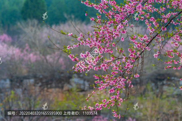 濟(jì)南佛慧山下桃花盛開(kāi)