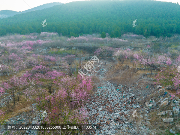 濟(jì)南佛慧山下桃花盛開(kāi)