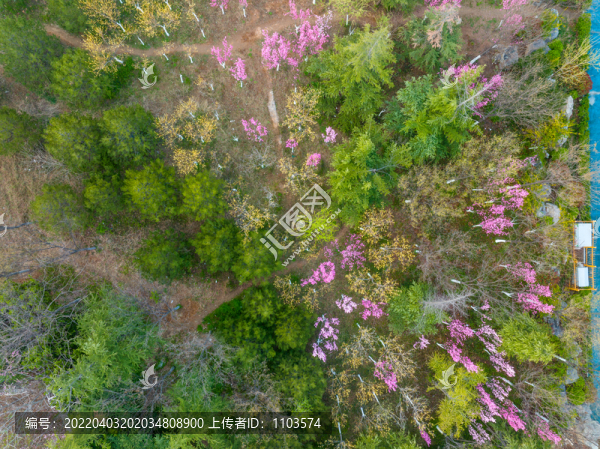 濟南佛慧山下桃花盛開