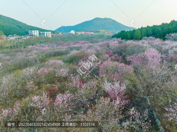 濟(jì)南佛慧山下桃花盛開
