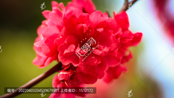 梅花