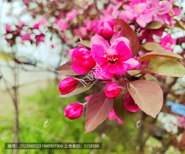 北美海棠