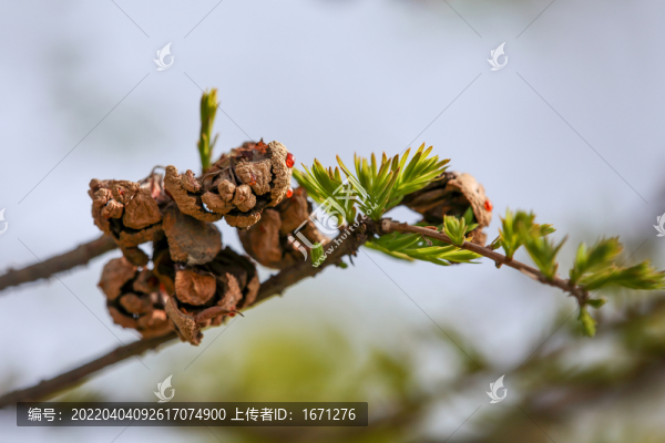 水杉果