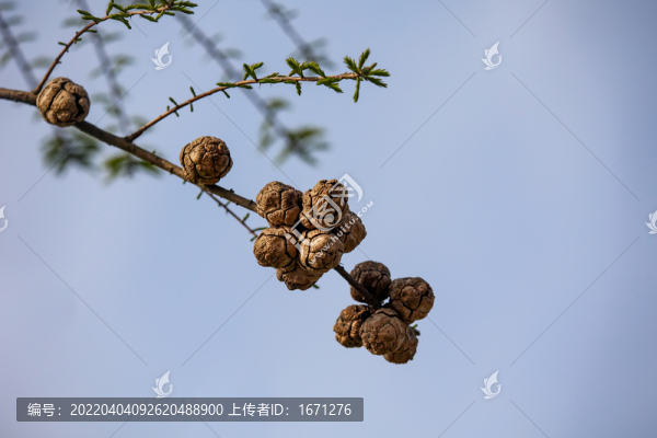 水杉果