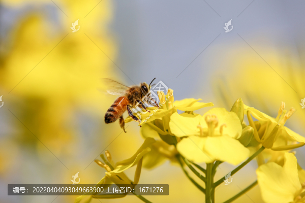 蜂戀花