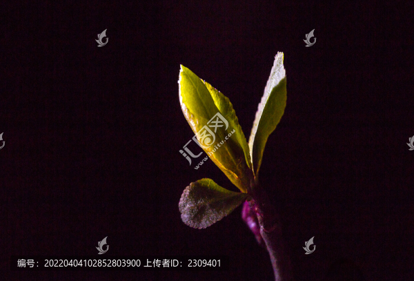新葉