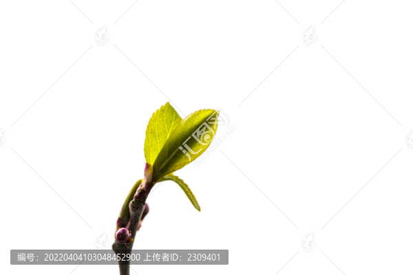 發(fā)芽