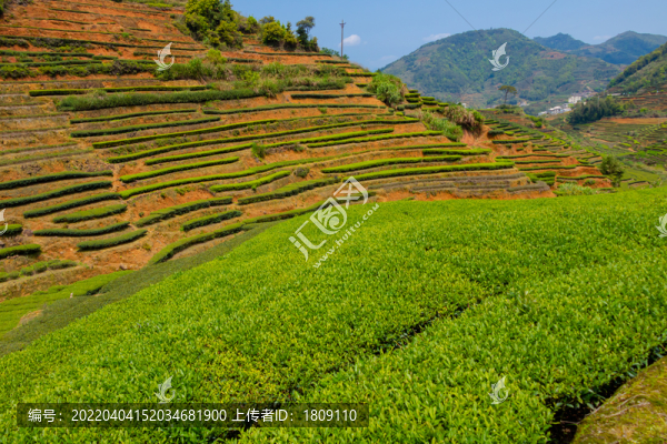 生態(tài)茶園