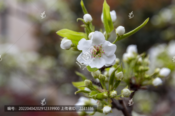 梨花素材