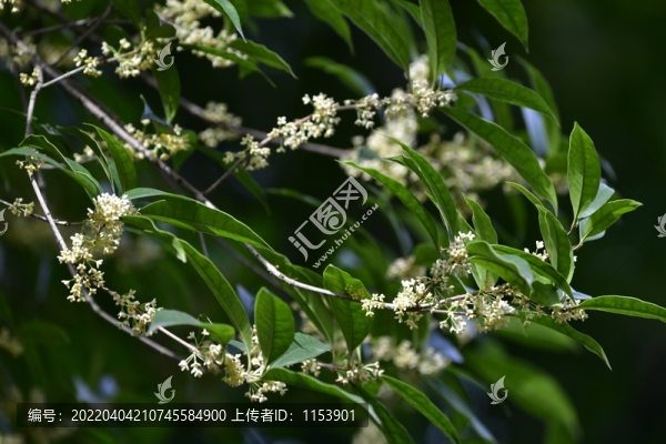 桂花枝