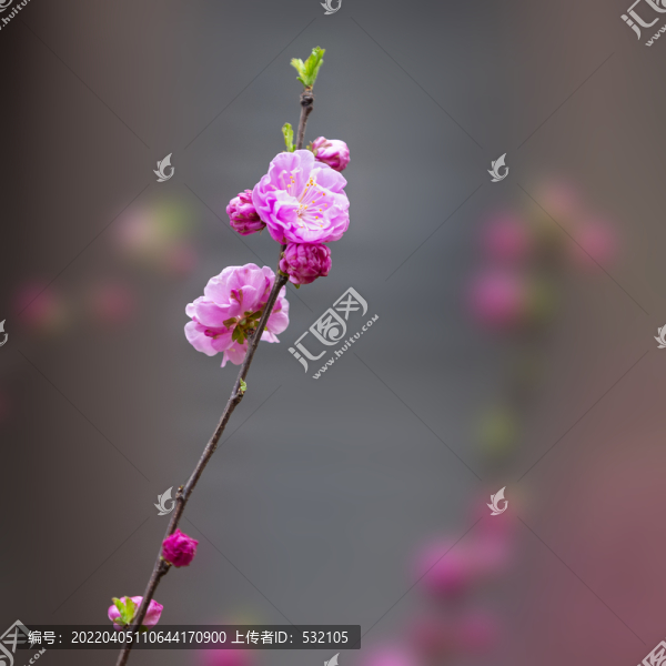 榆葉梅