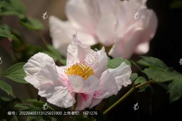 牡丹花