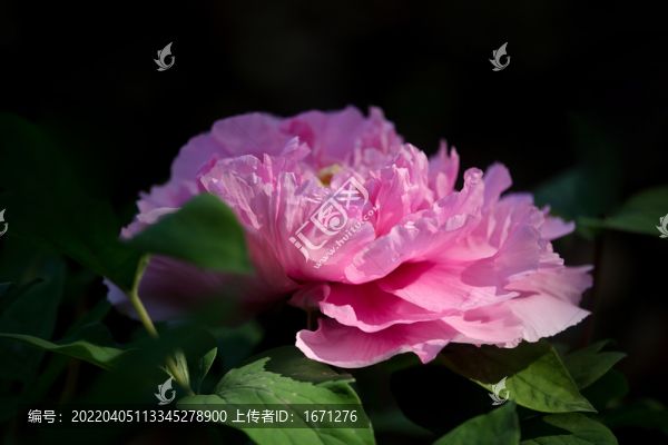 牡丹花