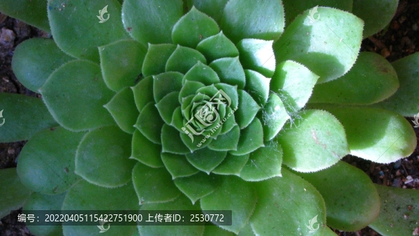 觀音蓮